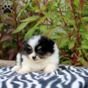 Teagen, Pomeranian Puppy